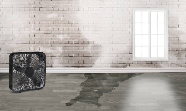 Best Basement Water Damage Restoration in USA